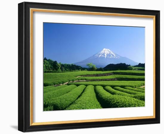 Mt. Fuji and Tea Garden, Fuji City, Shizuoka, Japan-null-Framed Photographic Print