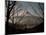 Mt. Fuji Beyond Trees-null-Mounted Photographic Print