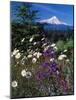 Mt. Hood V-Ike Leahy-Mounted Photographic Print