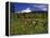 Mt. Hood Viewed from Summit Meadows-Steve Terrill-Framed Premier Image Canvas