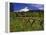 Mt. Hood Viewed from Summit Meadows-Steve Terrill-Framed Premier Image Canvas