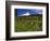 Mt. Hood Viewed from Summit Meadows-Steve Terrill-Framed Photographic Print