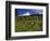 Mt. Hood Viewed from Summit Meadows-Steve Terrill-Framed Photographic Print