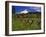 Mt. Hood Viewed from Summit Meadows-Steve Terrill-Framed Photographic Print