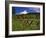 Mt. Hood Viewed from Summit Meadows-Steve Terrill-Framed Photographic Print
