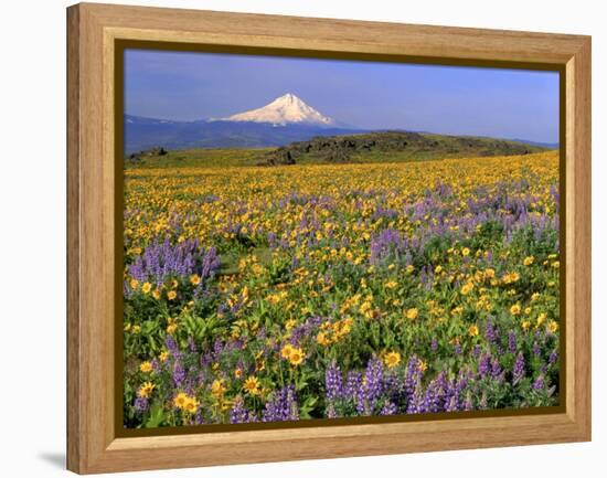 Mt. Hood with Wildflowers-Steve Terrill-Framed Premier Image Canvas