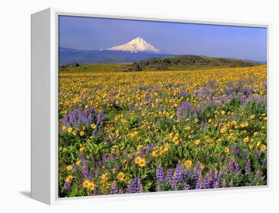 Mt. Hood with Wildflowers-Steve Terrill-Framed Premier Image Canvas
