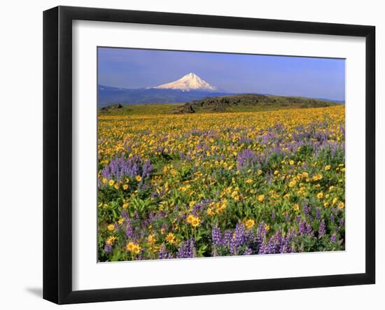 Mt. Hood with Wildflowers-Steve Terrill-Framed Photographic Print