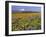 Mt. Hood with Wildflowers-Steve Terrill-Framed Photographic Print