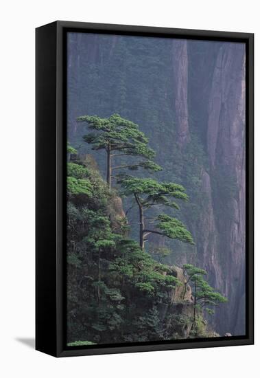 Mt. Huangshan Pine Trees-DLILLC-Framed Premier Image Canvas