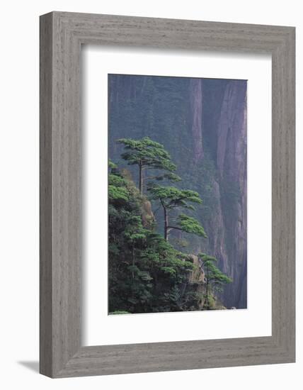 Mt. Huangshan Pine Trees-DLILLC-Framed Photographic Print