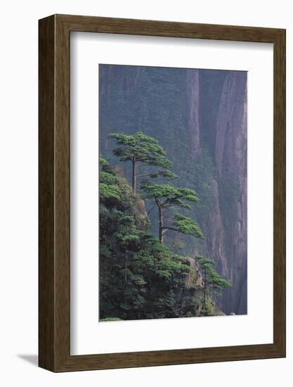 Mt. Huangshan Pine Trees-DLILLC-Framed Photographic Print