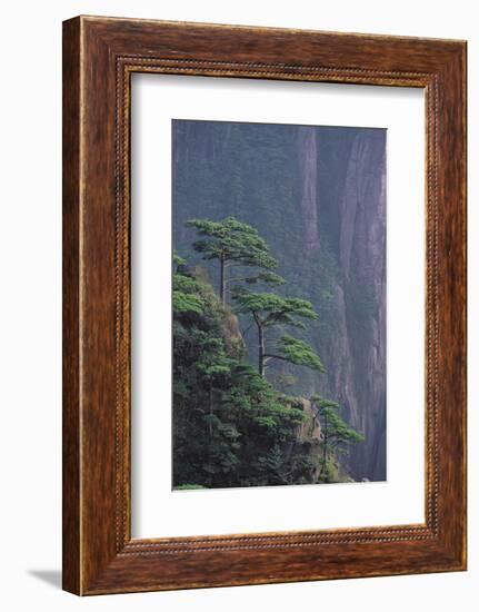 Mt. Huangshan Pine Trees-DLILLC-Framed Photographic Print