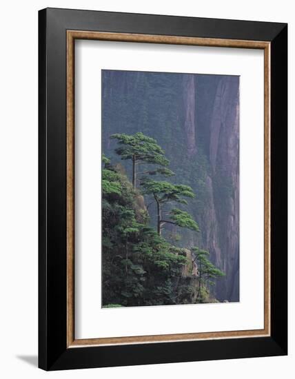 Mt. Huangshan Pine Trees-DLILLC-Framed Photographic Print