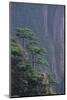 Mt. Huangshan Pine Trees-DLILLC-Mounted Photographic Print