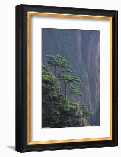 Mt. Huangshan Pine Trees-DLILLC-Framed Photographic Print