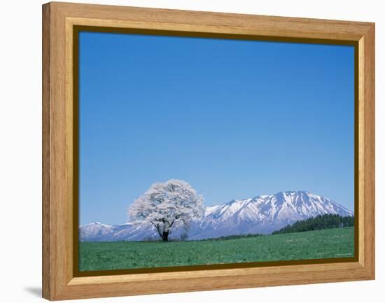 Mt. Iwate and a Cherry Tree-null-Framed Premier Image Canvas