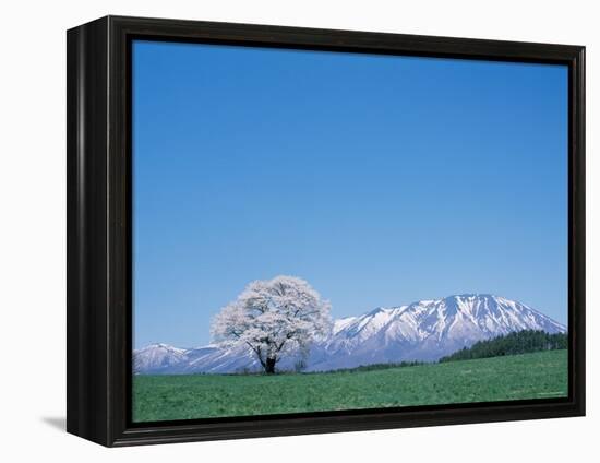 Mt. Iwate and a Cherry Tree-null-Framed Premier Image Canvas