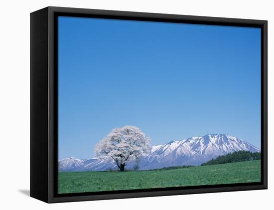 Mt. Iwate and a Cherry Tree-null-Framed Premier Image Canvas