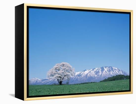 Mt. Iwate and a Cherry Tree-null-Framed Premier Image Canvas