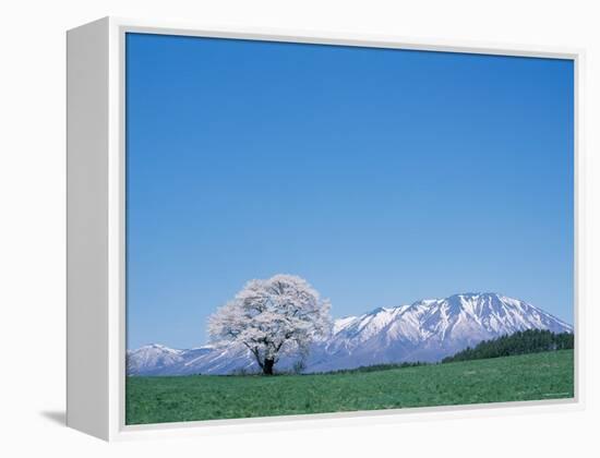 Mt. Iwate and a Cherry Tree-null-Framed Premier Image Canvas