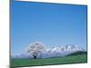 Mt. Iwate and a Cherry Tree-null-Mounted Photographic Print