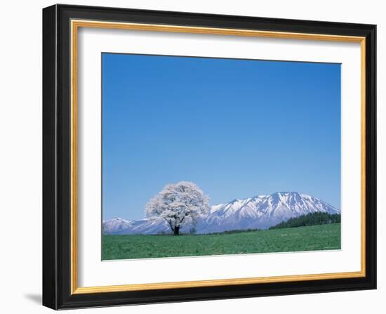 Mt. Iwate and a Cherry Tree-null-Framed Photographic Print