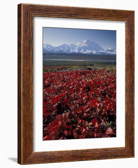 Mt. McKinley and Autumn Foliage, Denali National Park, Alaska, USA-Hugh Rose-Framed Photographic Print