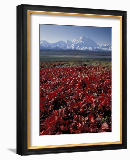 Mt. McKinley and Autumn Foliage, Denali National Park, Alaska, USA-Hugh Rose-Framed Photographic Print