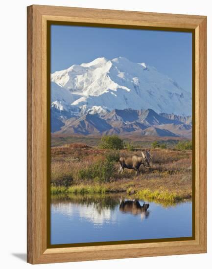 Mt. Mckinley, Denali National Park, Alaska, USA-Hugh Rose-Framed Premier Image Canvas