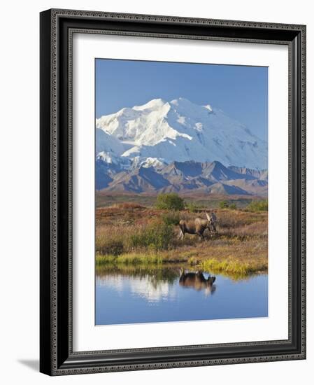 Mt. Mckinley, Denali National Park, Alaska, USA-Hugh Rose-Framed Photographic Print