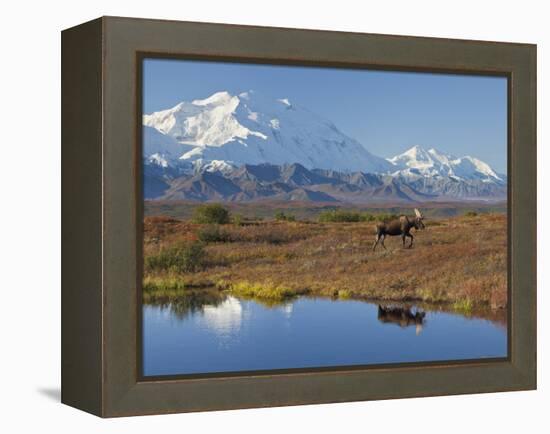 Mt. Mckinley, Denali National Park, Alaska, USA-Hugh Rose-Framed Premier Image Canvas