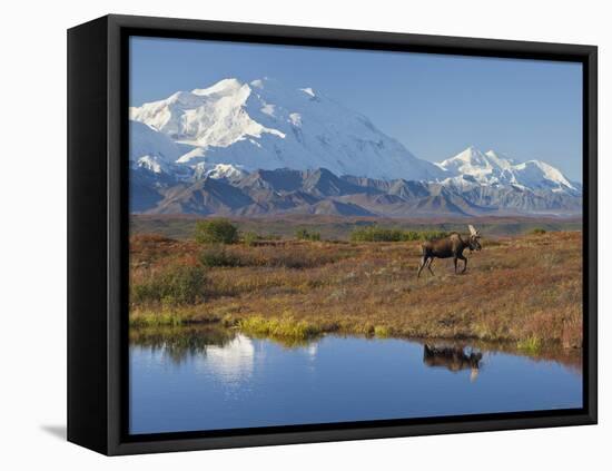 Mt. Mckinley, Denali National Park, Alaska, USA-Hugh Rose-Framed Premier Image Canvas