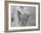 Mt. McKinley Dogsled Scene Photograph - Alaska-Lantern Press-Framed Art Print