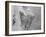 Mt. McKinley Dogsled Scene Photograph - Alaska-Lantern Press-Framed Art Print