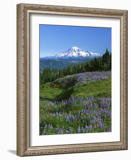 Mt. Rainer in distance, Meadows, Adams Wilderness, Mt, Washington, USA-Charles Gurche-Framed Photographic Print