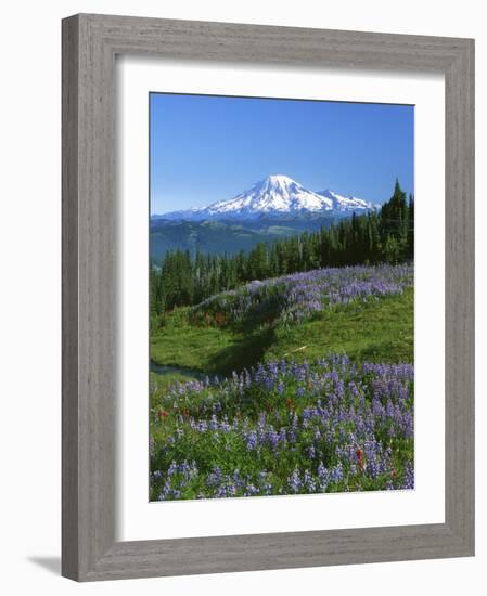 Mt. Rainer in distance, Meadows, Adams Wilderness, Mt, Washington, USA-Charles Gurche-Framed Photographic Print