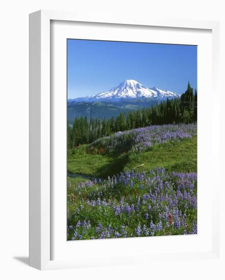 Mt. Rainer in distance, Meadows, Adams Wilderness, Mt, Washington, USA-Charles Gurche-Framed Photographic Print