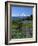 Mt. Rainer in distance, Meadows, Adams Wilderness, Mt, Washington, USA-Charles Gurche-Framed Photographic Print