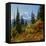 Mt Rainier Above Autumn Huckleberry, Chinook Pass, Washington, USA-Charles Gurche-Framed Premier Image Canvas