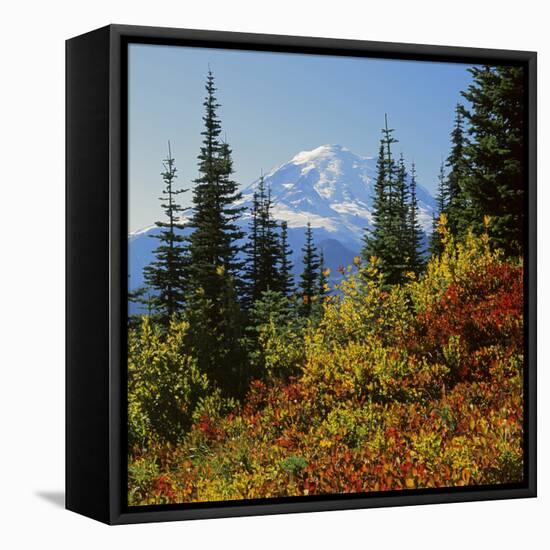Mt Rainier Above Autumn Huckleberry, Chinook Pass, Washington, USA-Charles Gurche-Framed Premier Image Canvas