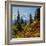 Mt Rainier Above Autumn Huckleberry, Chinook Pass, Washington, USA-Charles Gurche-Framed Photographic Print