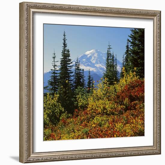 Mt Rainier Above Autumn Huckleberry, Chinook Pass, Washington, USA-Charles Gurche-Framed Photographic Print