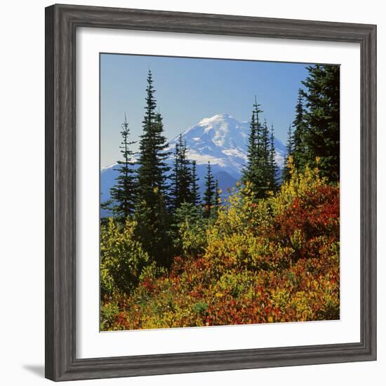 Mt Rainier Above Autumn Huckleberry, Chinook Pass, Washington, USA-Charles Gurche-Framed Photographic Print