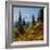 Mt Rainier Above Autumn Huckleberry, Chinook Pass, Washington, USA-Charles Gurche-Framed Photographic Print