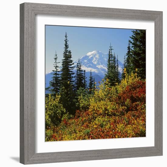 Mt Rainier Above Autumn Huckleberry, Chinook Pass, Washington, USA-Charles Gurche-Framed Photographic Print