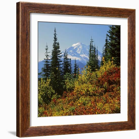 Mt Rainier Above Autumn Huckleberry, Chinook Pass, Washington, USA-Charles Gurche-Framed Photographic Print