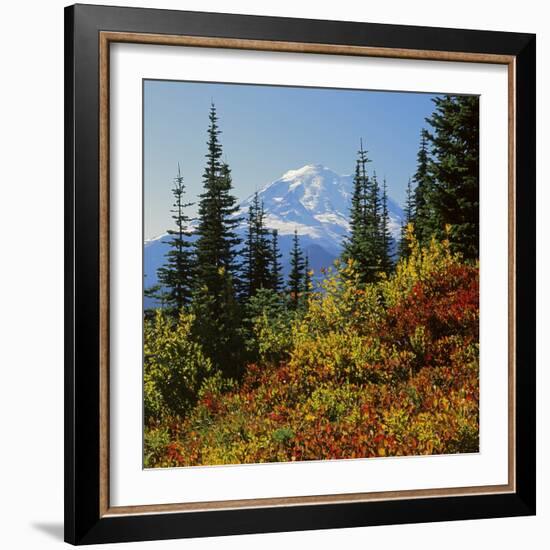 Mt Rainier Above Autumn Huckleberry, Chinook Pass, Washington, USA-Charles Gurche-Framed Photographic Print