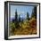 Mt Rainier Above Autumn Huckleberry, Chinook Pass, Washington, USA-Charles Gurche-Framed Photographic Print