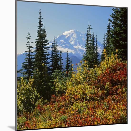 Mt Rainier Above Autumn Huckleberry, Chinook Pass, Washington, USA-Charles Gurche-Mounted Photographic Print